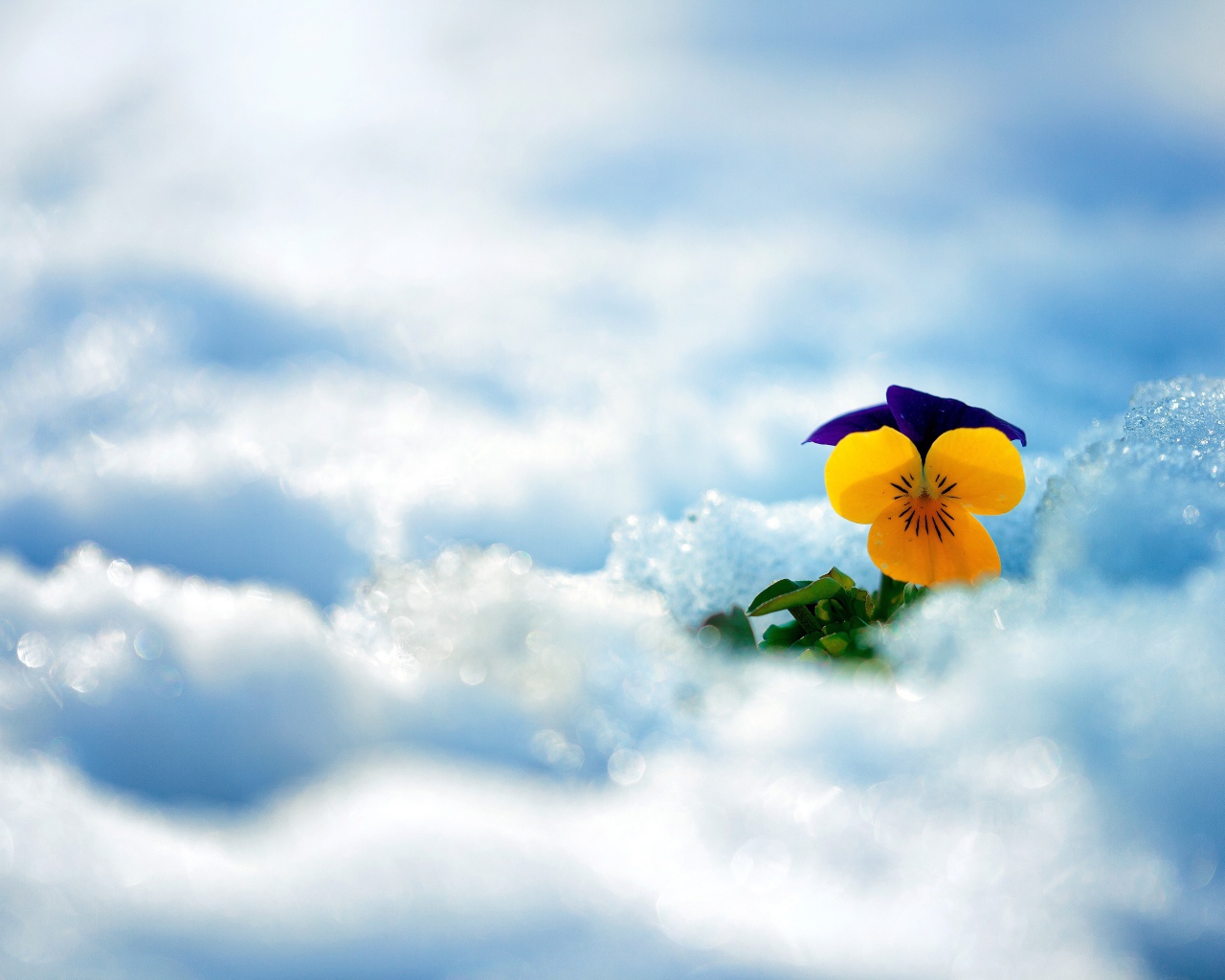 Маленький нежный цветок анютины глазки в снегу