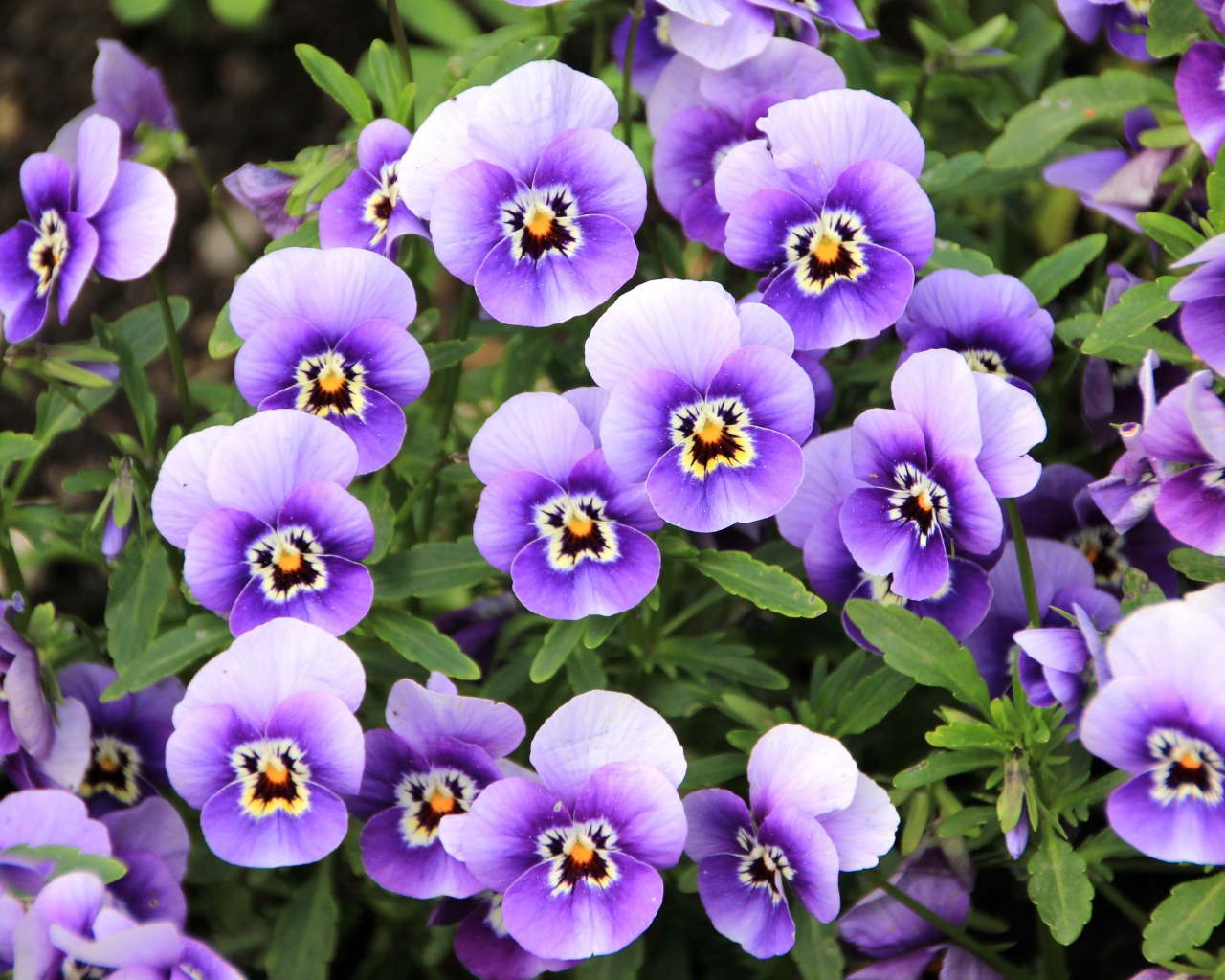 Маленькие нежные фиолетовые цветы анютины глазки