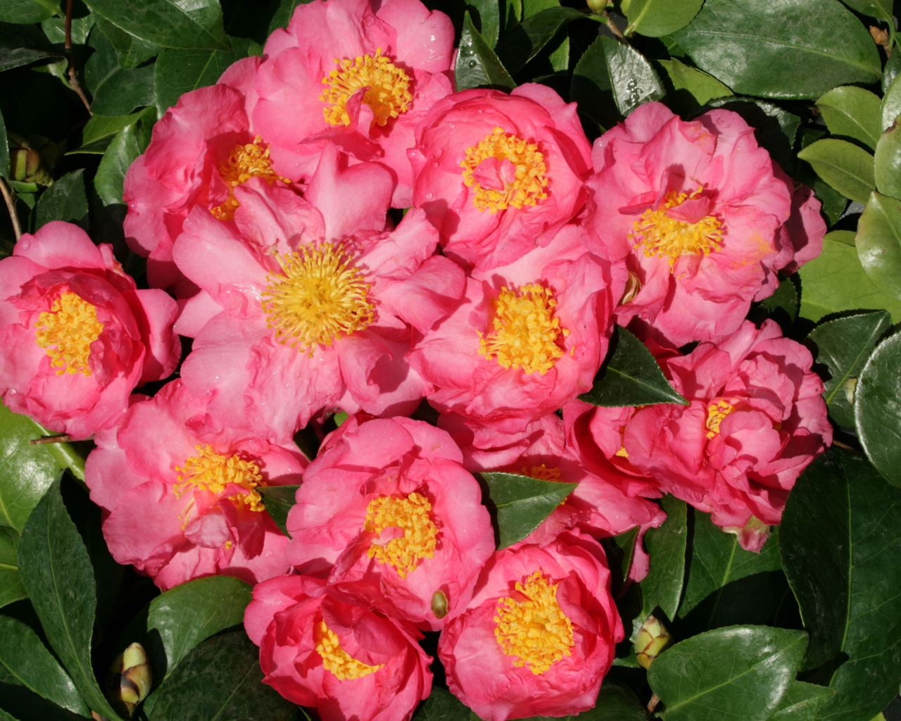 Мелкие розовые цветы камелии крупным планом