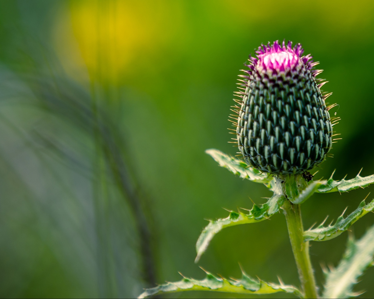 Нераспустившийся цветок чертополоха на зеленом фоне