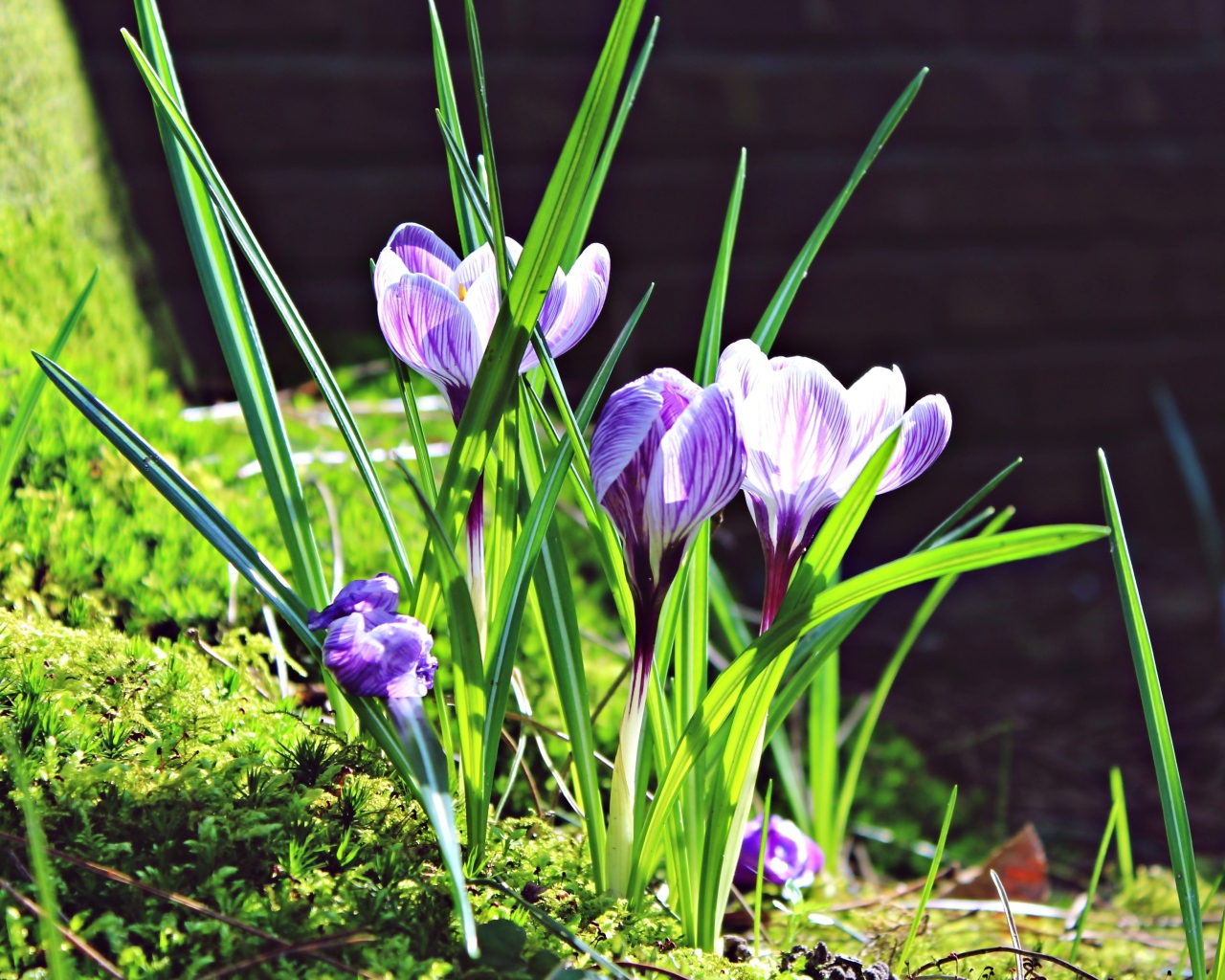 Первые весенние цветы крокусы в лучах солнца