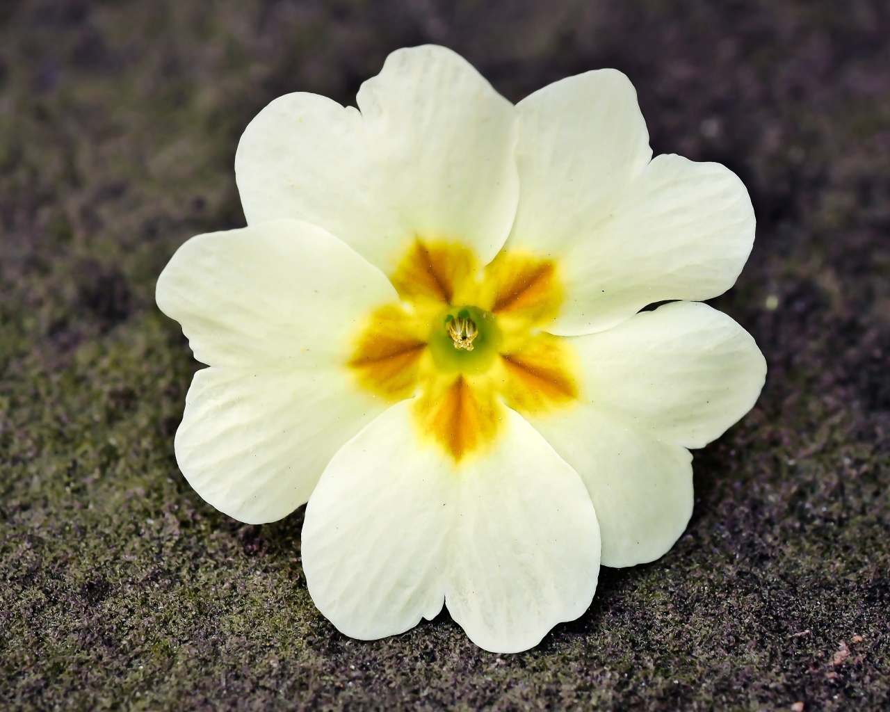 Белый цветок примулы лежит на земле