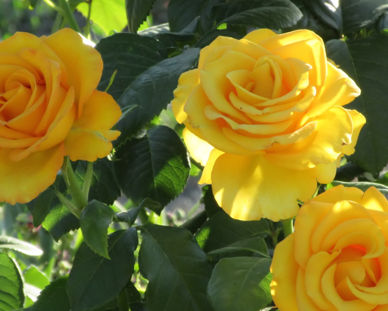 Три красивые нежные желтые розы на клумбе 