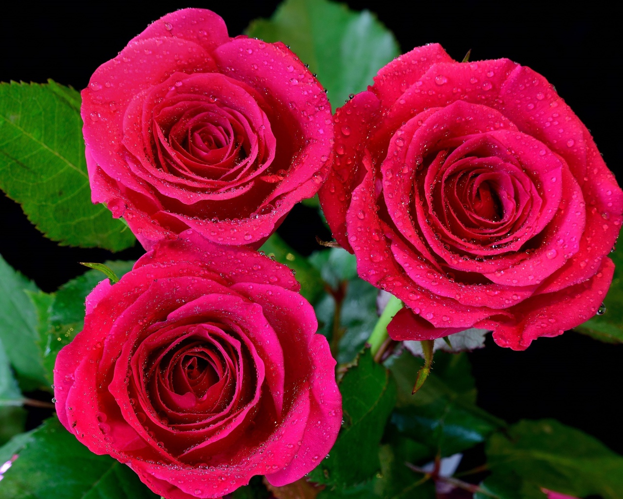 Три красивых розовых розы в каплях воды