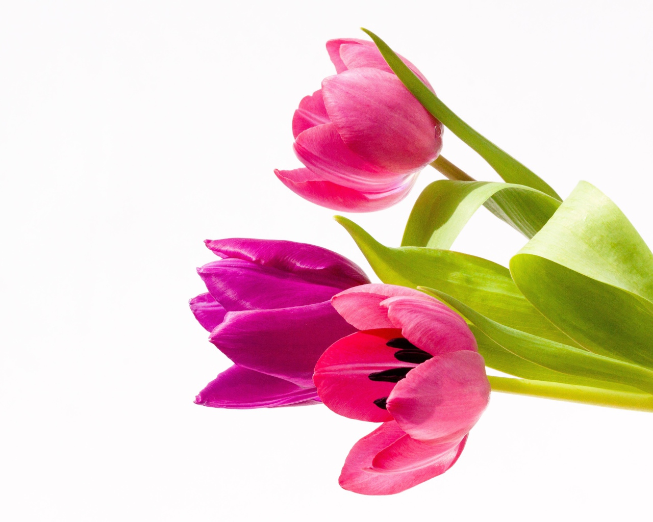 Три нежных розовых тюльпана на белом фоне