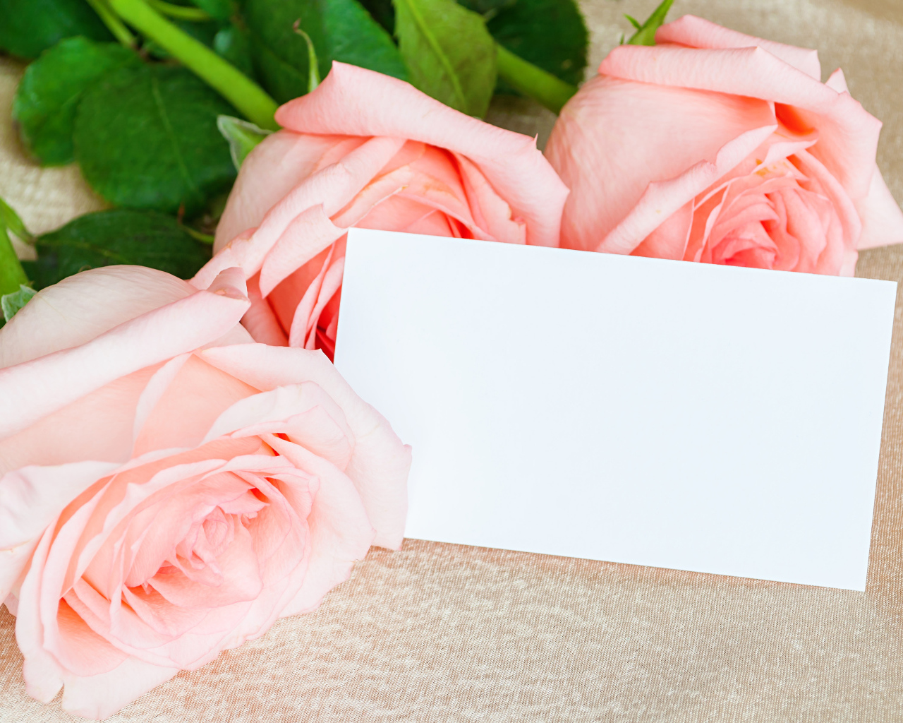 Три крупные розовые розы с белым листом, шаблон открытки