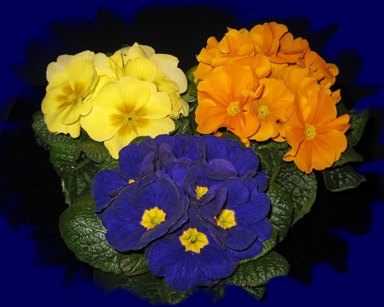 Три разноцветных комнатных цветка примула на синем фоне