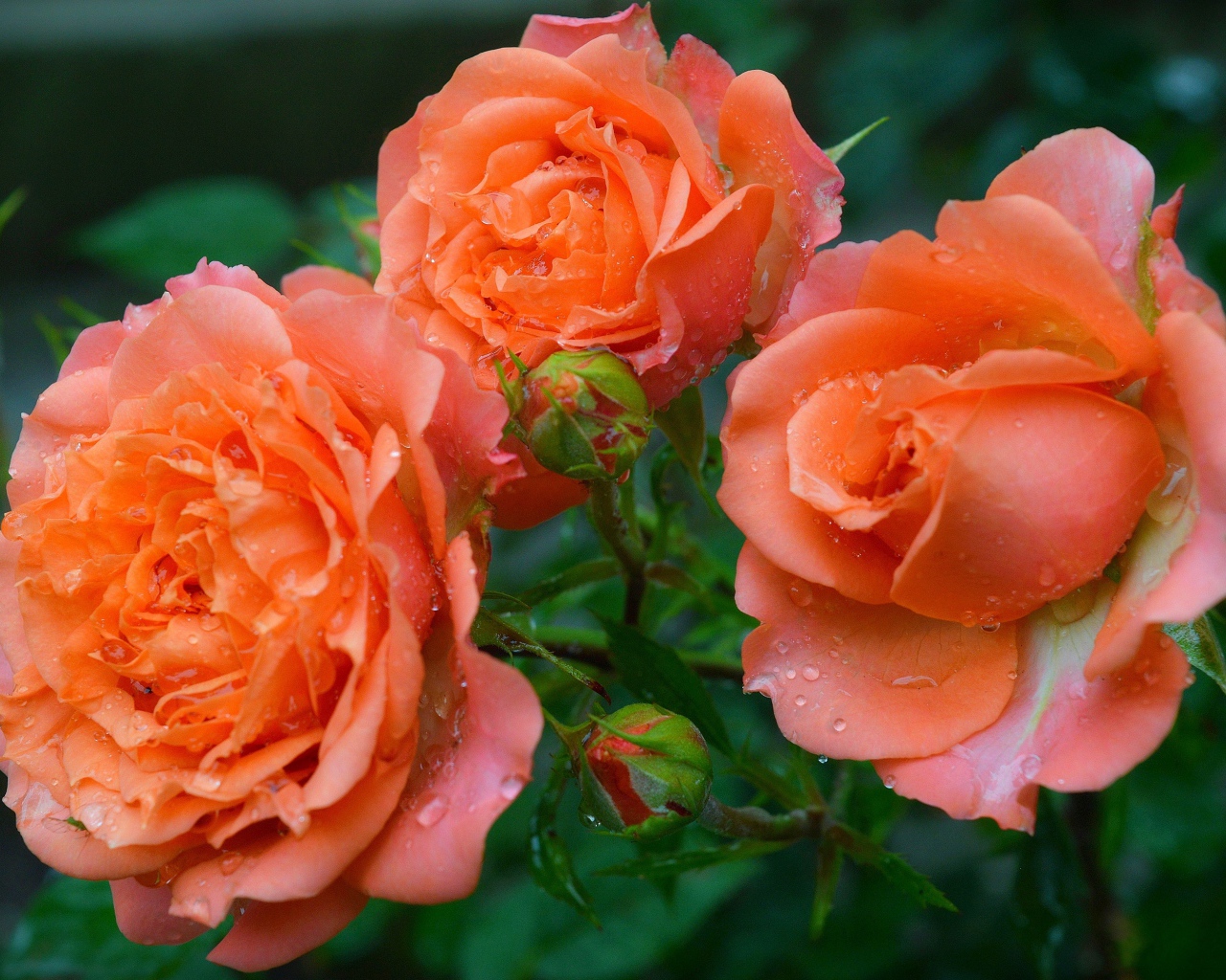 Три оранжевые розы с бутонами в каплях росы