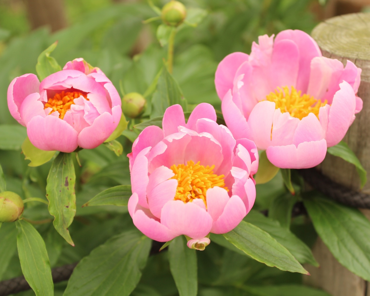 Три розовых цветка пиона