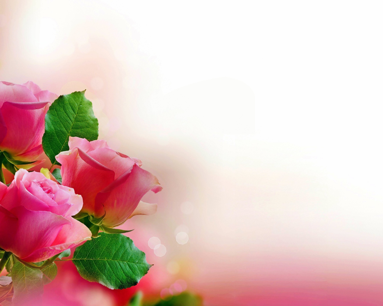 Три розовых розы, шаблон для открытки 