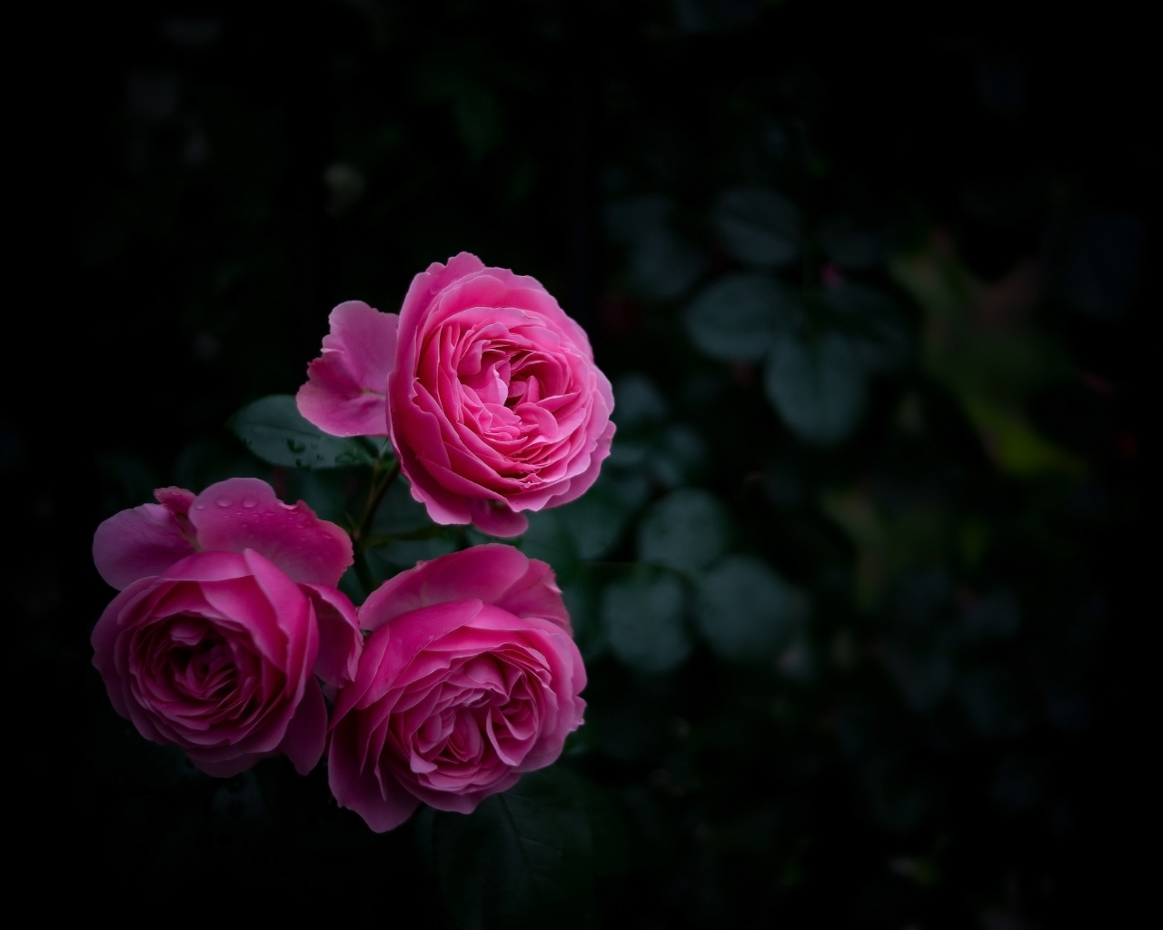 Три розовые розы на клумбе