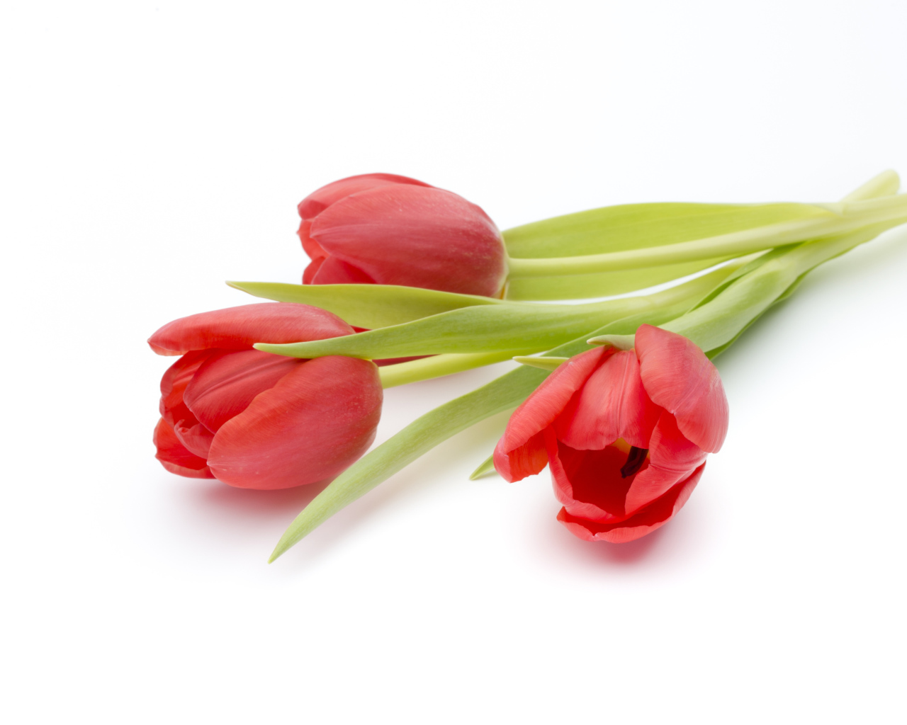 Три красных тюльпана на белом фоне