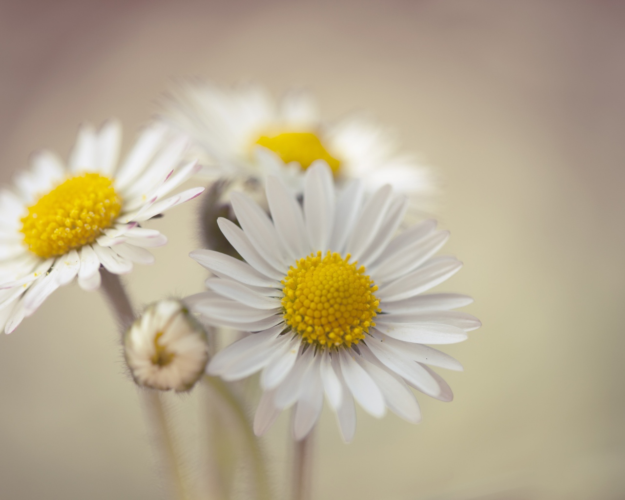 Три белые ромашки крупным планом