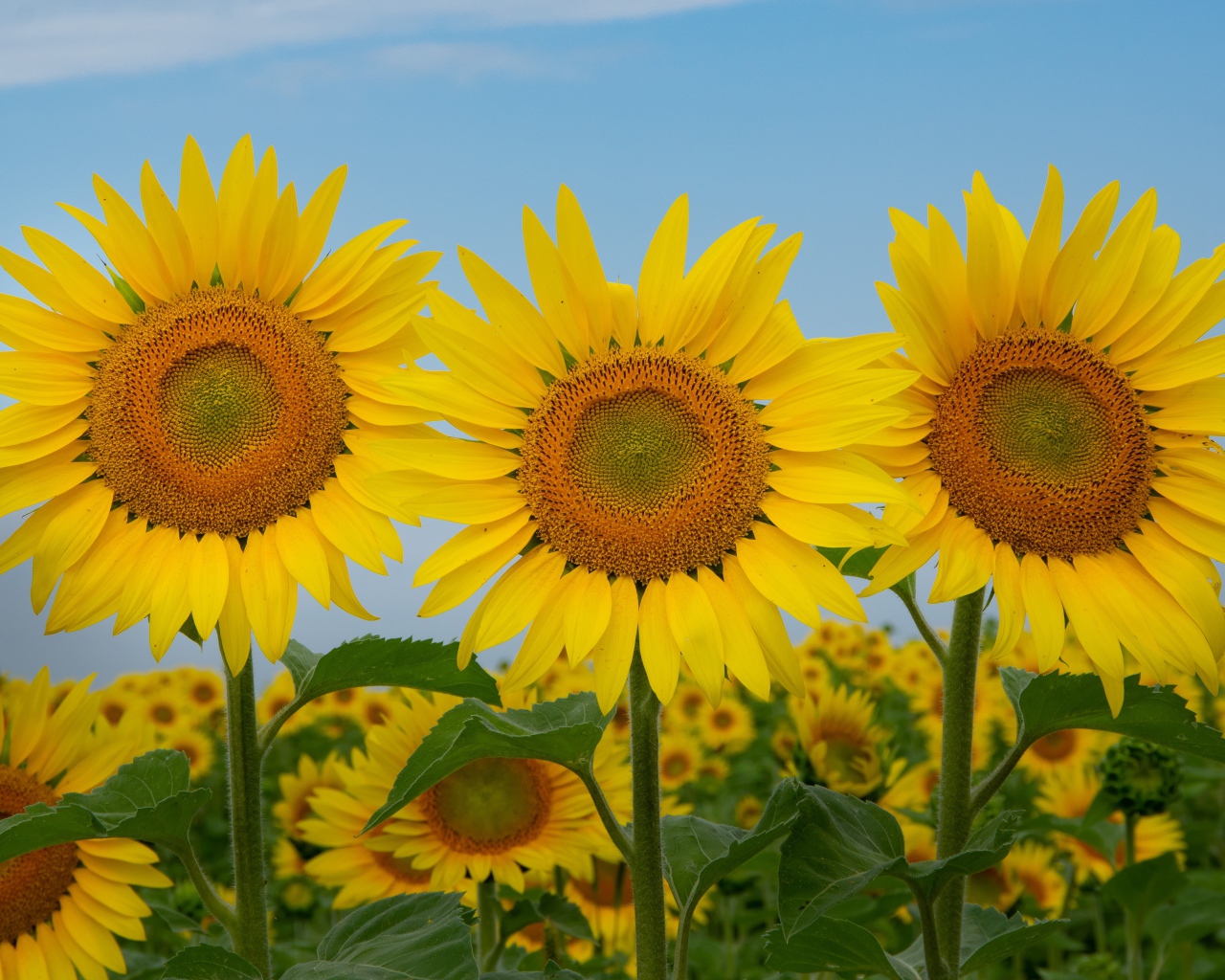 Три желтых цветущих подсолнуха под голубым небом крупным планом
