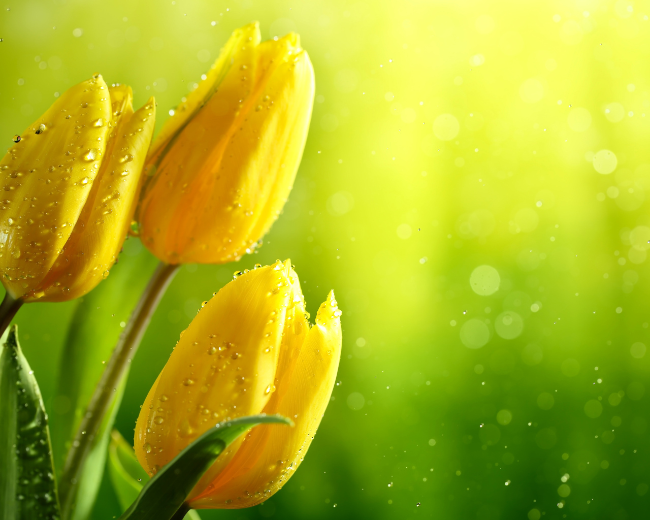 Три желтых тюльпана в каплях воды фон для открытки