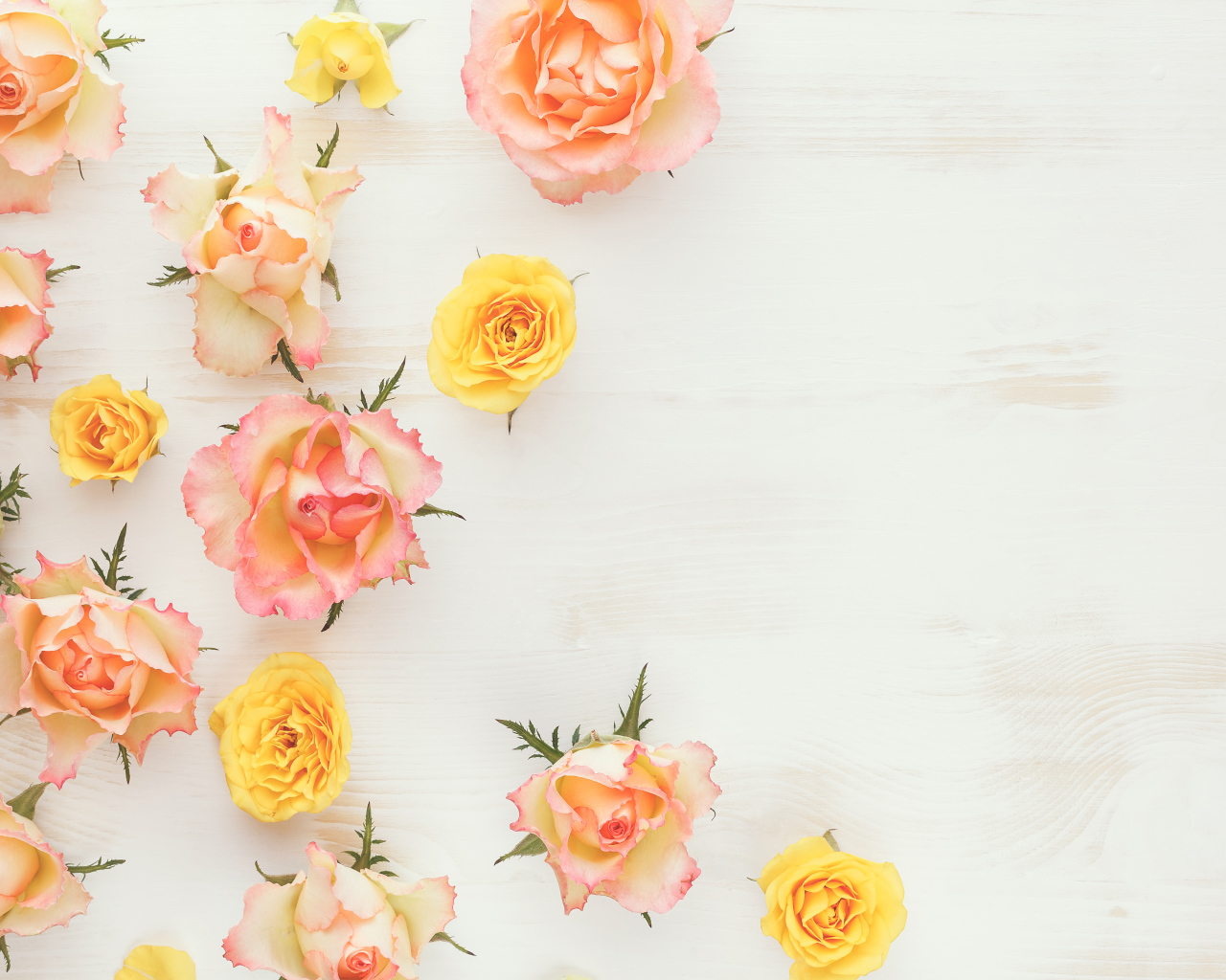 Сорванные цветы розовой и желтой розы на столе 