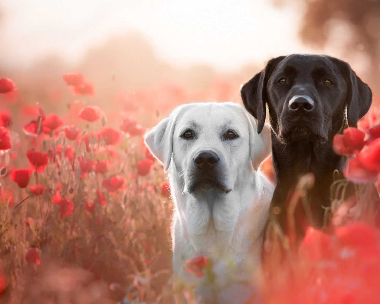 Два лабрадора в цветах красного полевого мака