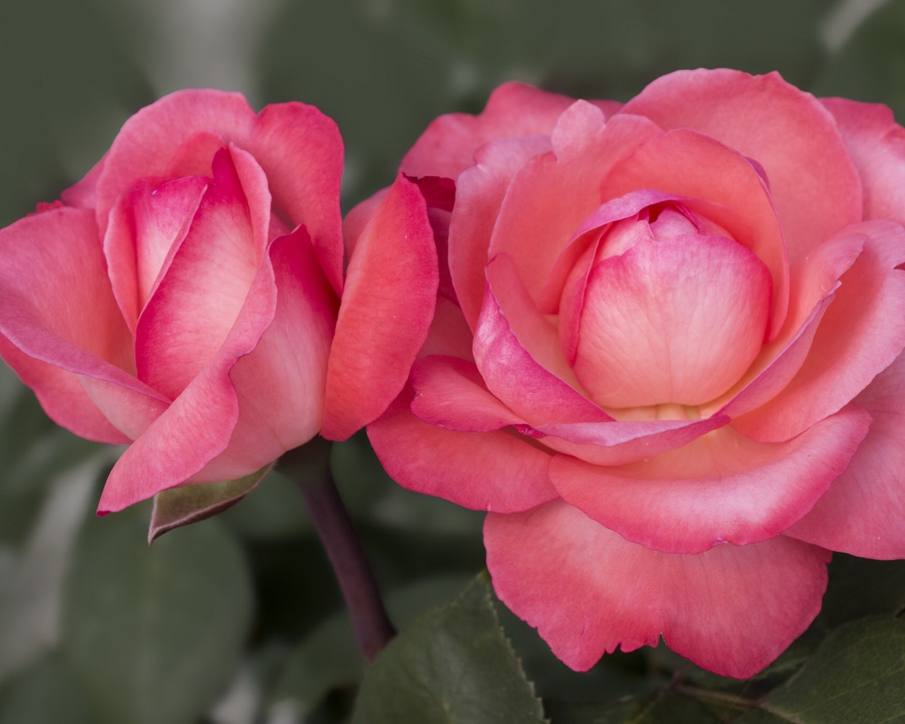 Две красивые пышные розовые розы вблизи 