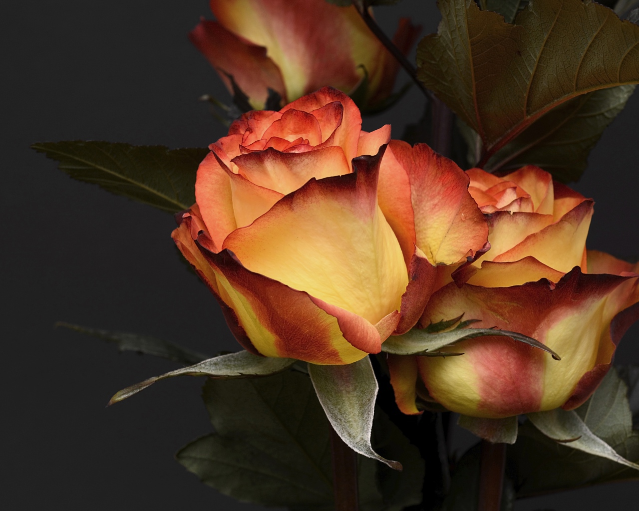 Две красивые оранжевые розы на сером фоне