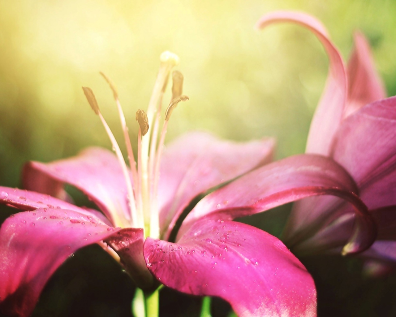 Две красивые розовые лилии 