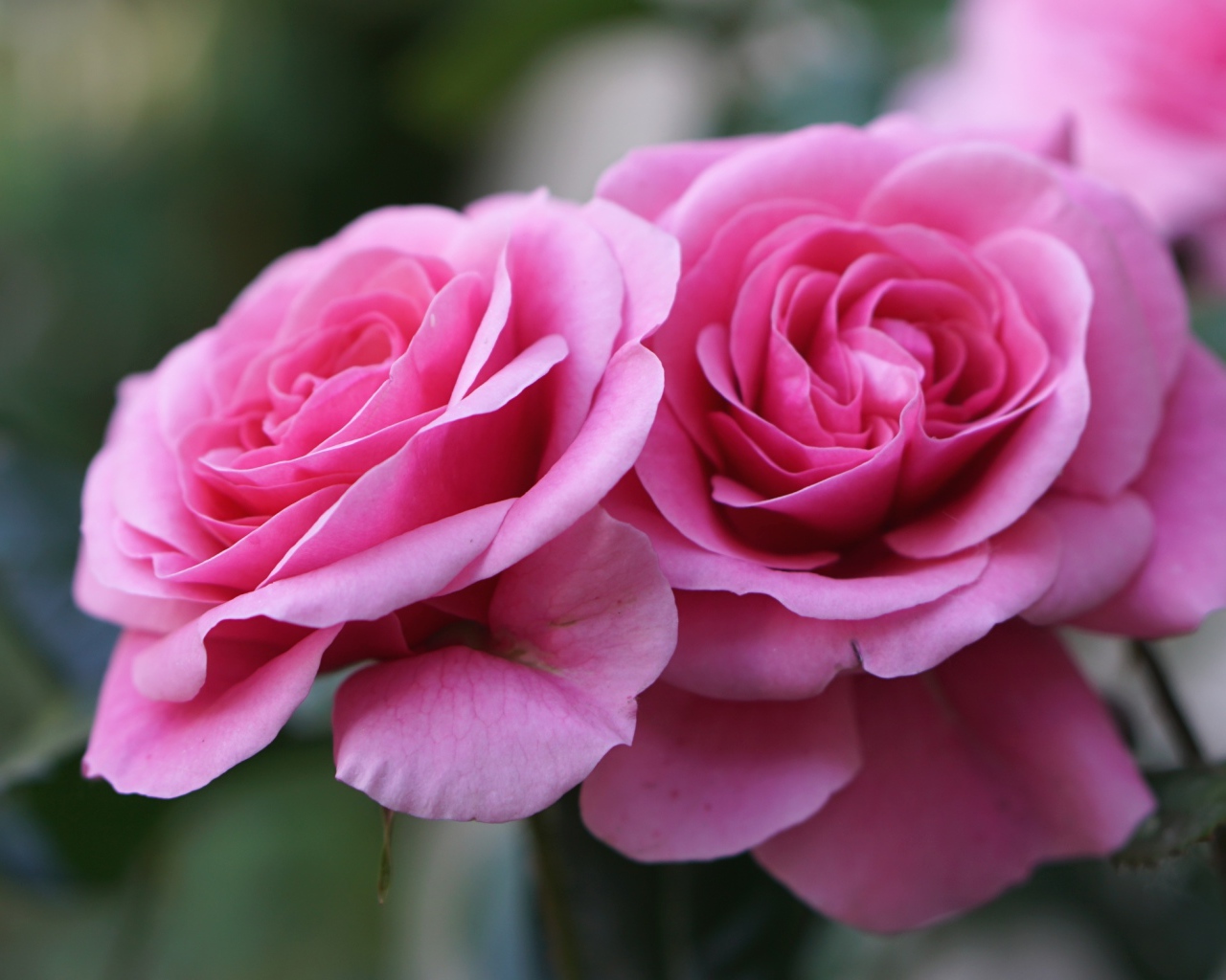 Две красивые розовые розы крупным планом