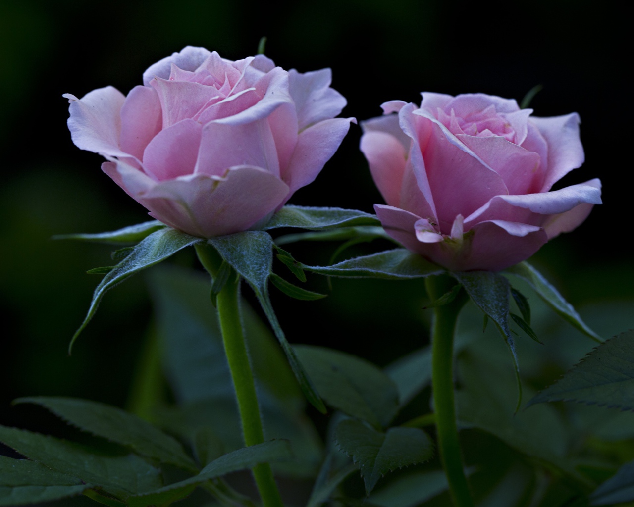 Две красивых розовых розы на клумбе