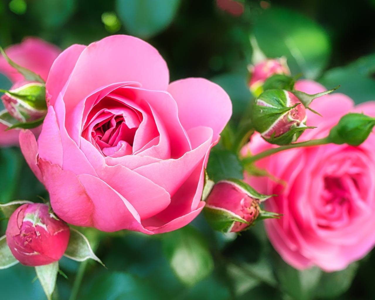 Две красивые розовые розы с бутонами