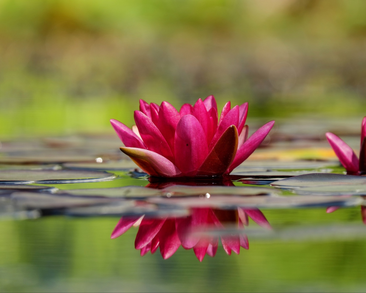 Два красивый розовых цветка водяной лилии в воде 