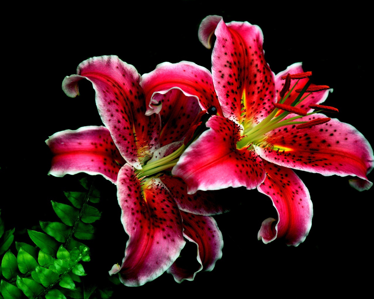 Две красивые тигровые лилии на черном фоне