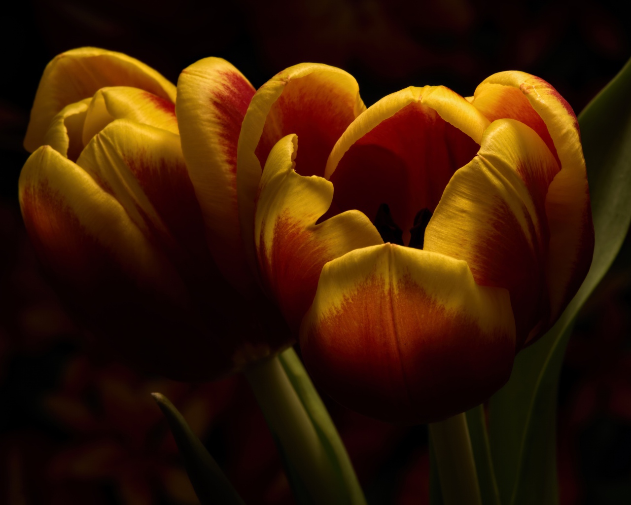 Два красивых тюльпана крупным планом