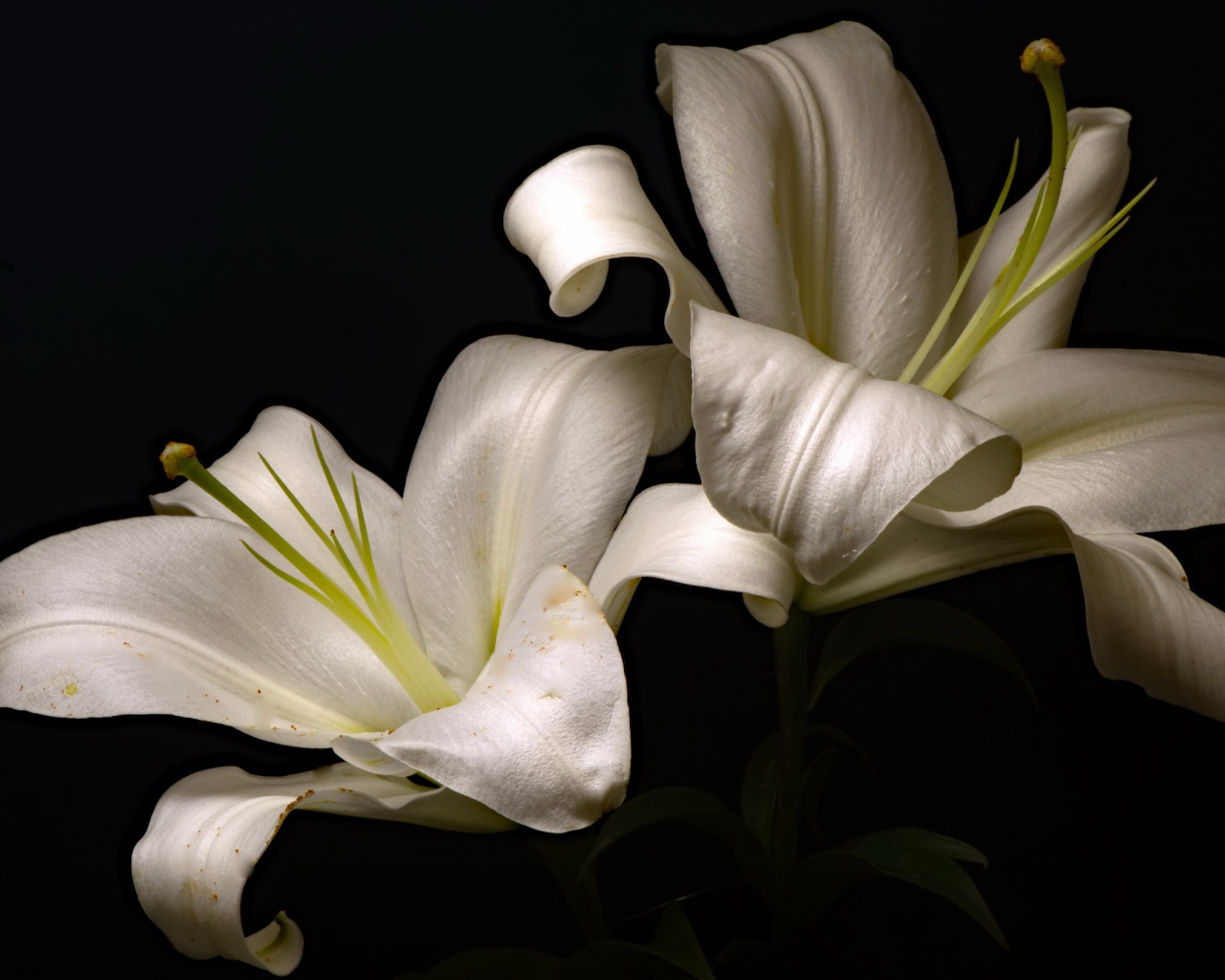 Две красивые белые лилии на черном фоне