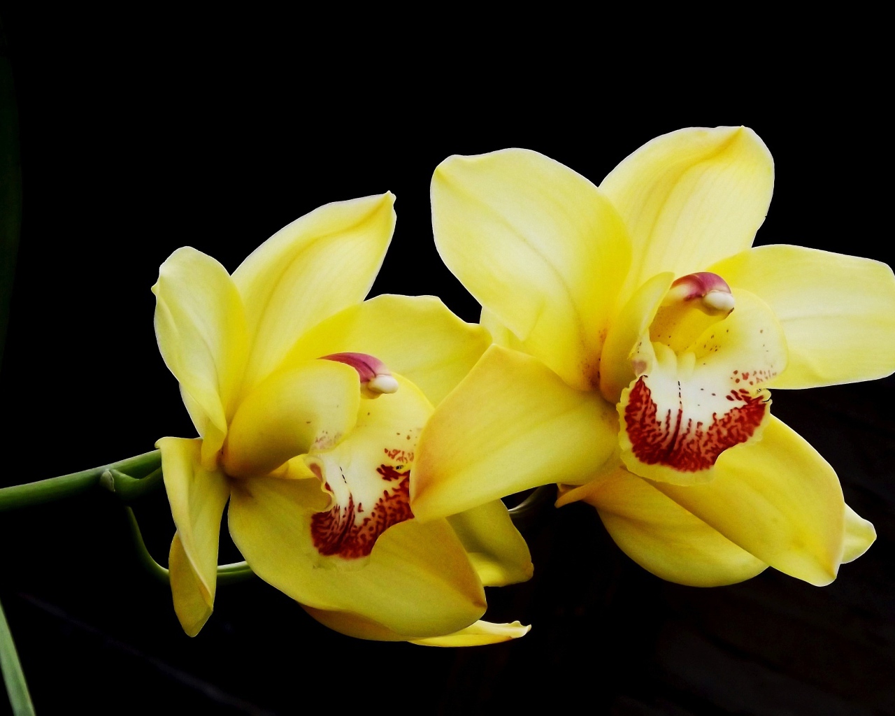 Два красивых желтых цветка орхидеи на черном фоне
