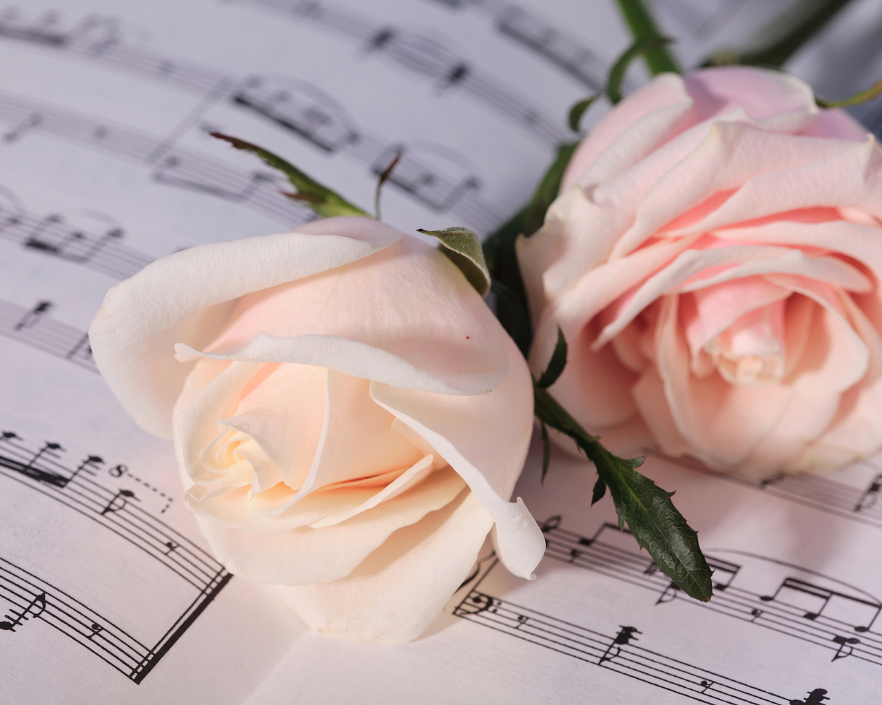 Две нежные розовые розы лежат на нотах 