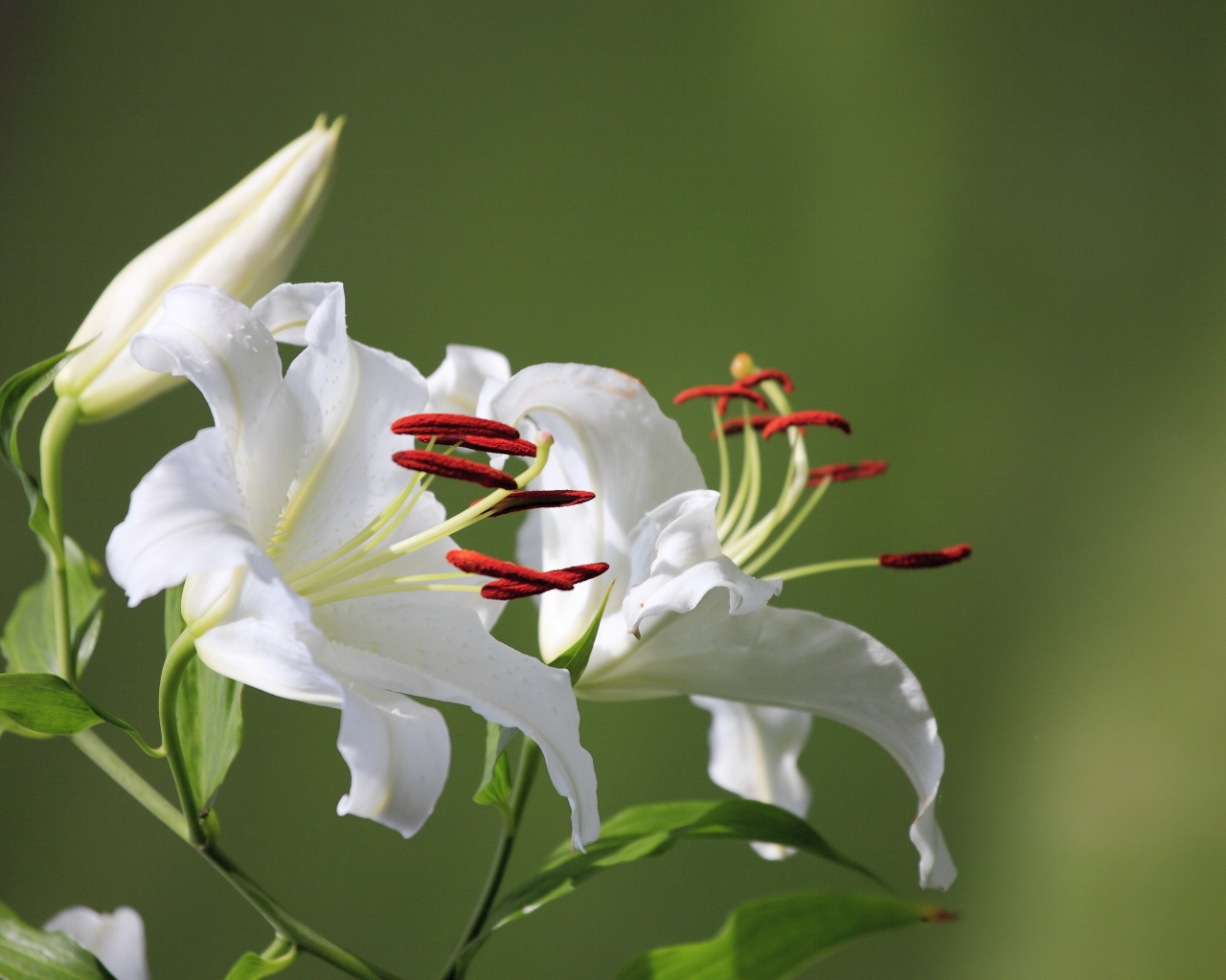 Две нежные белые лилии с бутоном