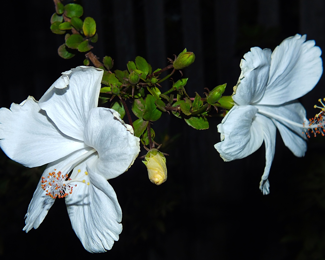 Два больших белых цветка гибискуса с бутонами