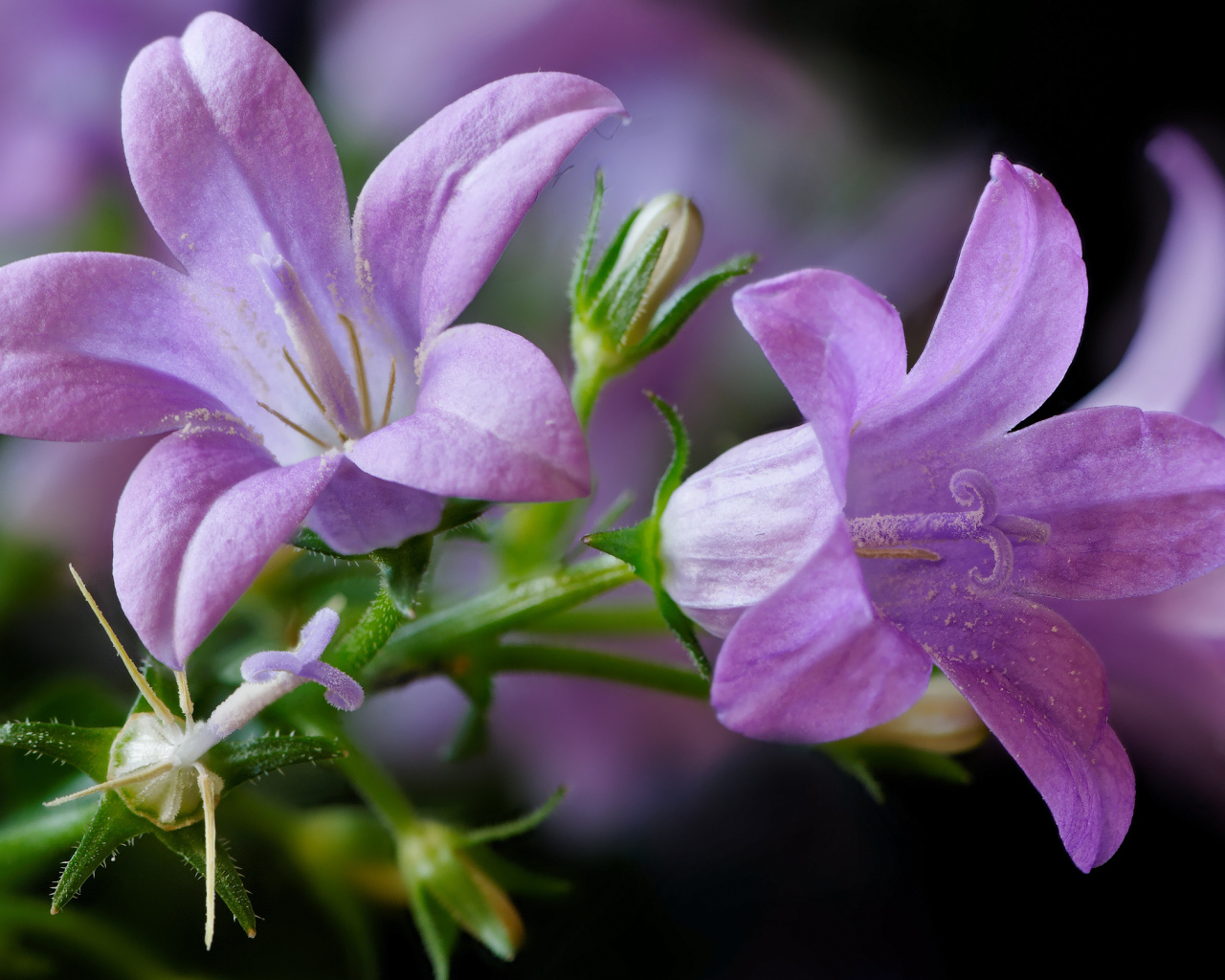 Два сиреневых колокольчика крупным планом