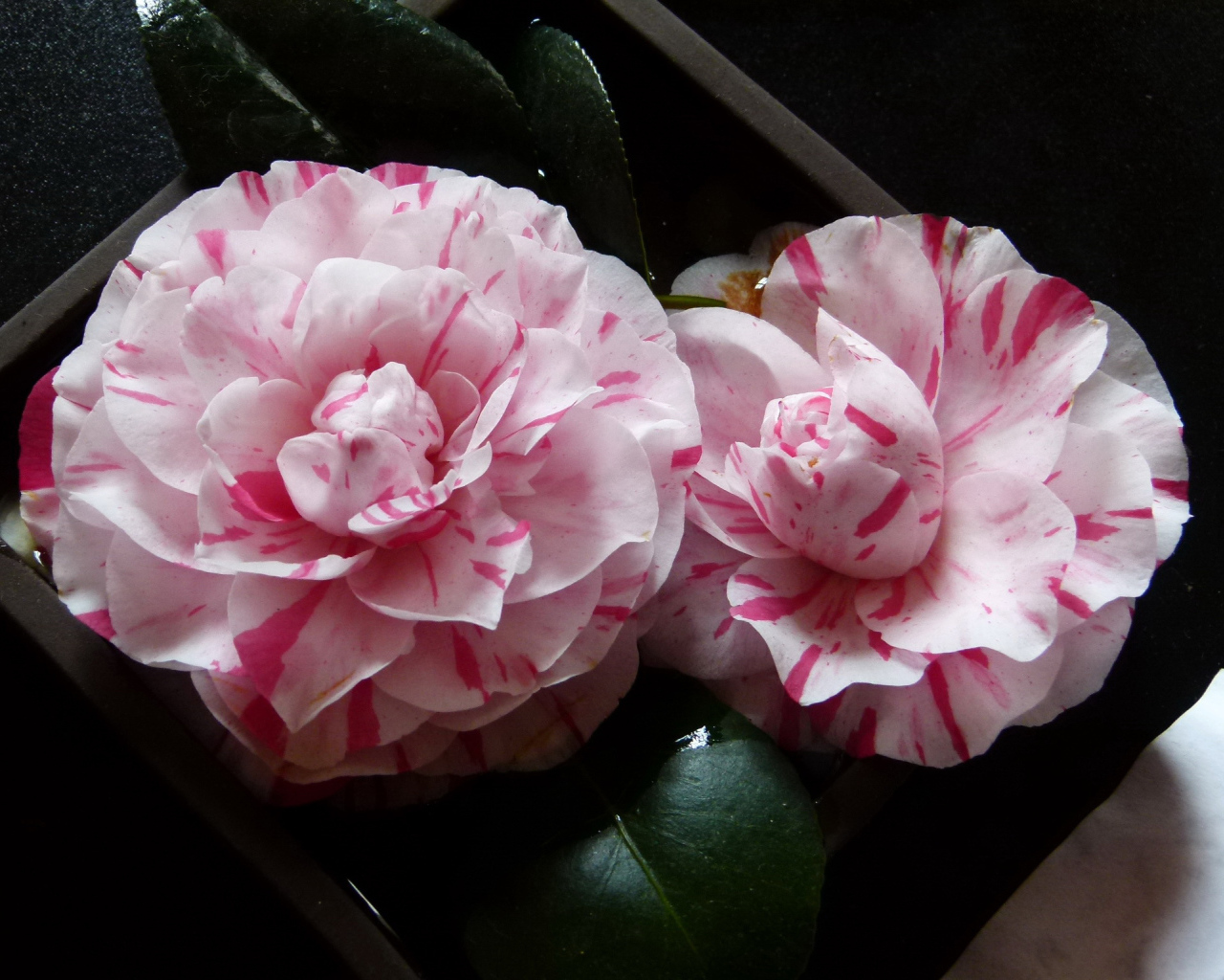 Два розовых цветка камелии крупным планом