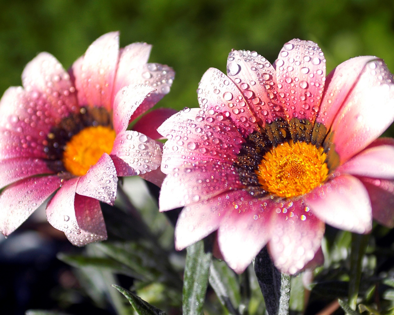 Два розовых цветка газании в каплях росы