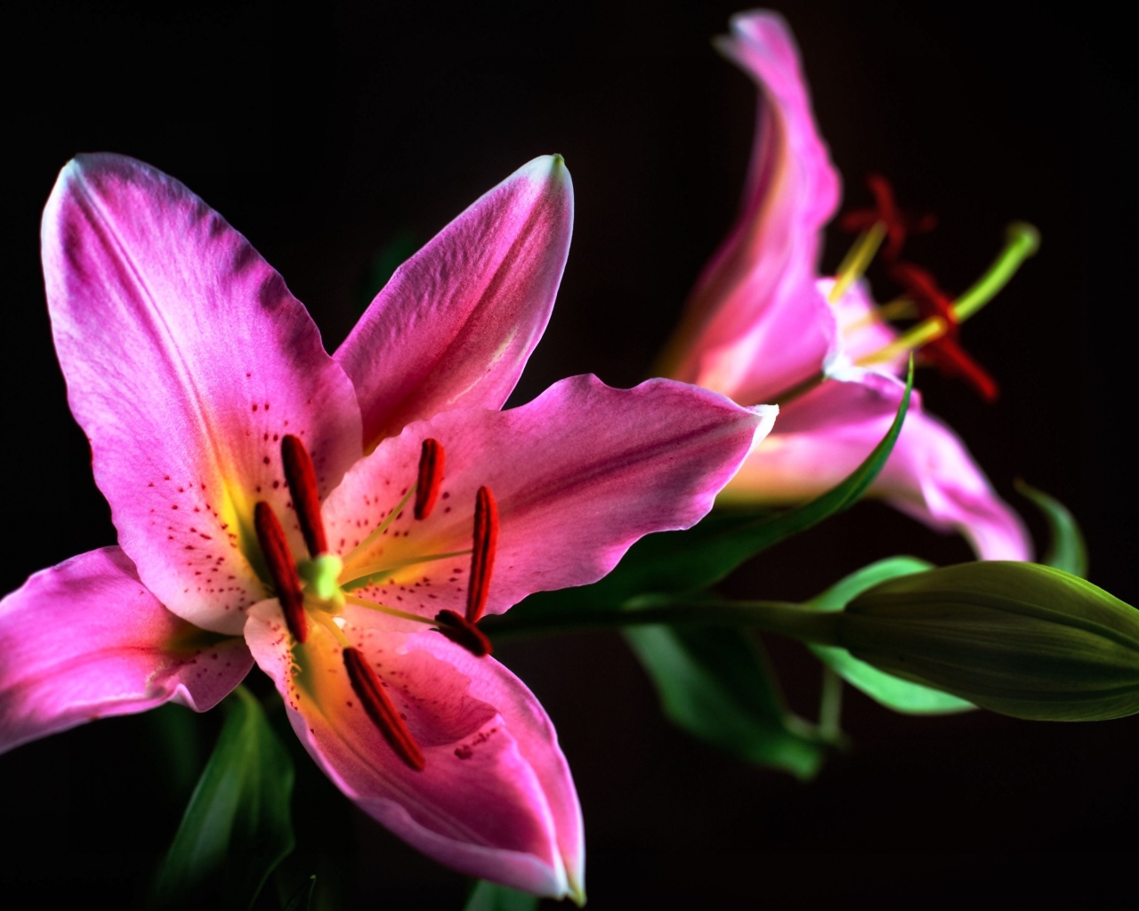 Две розовые лилии с бутоном на черном фоне