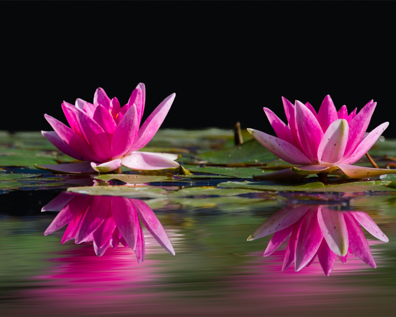 Два розовых цветка лотоса в воде 