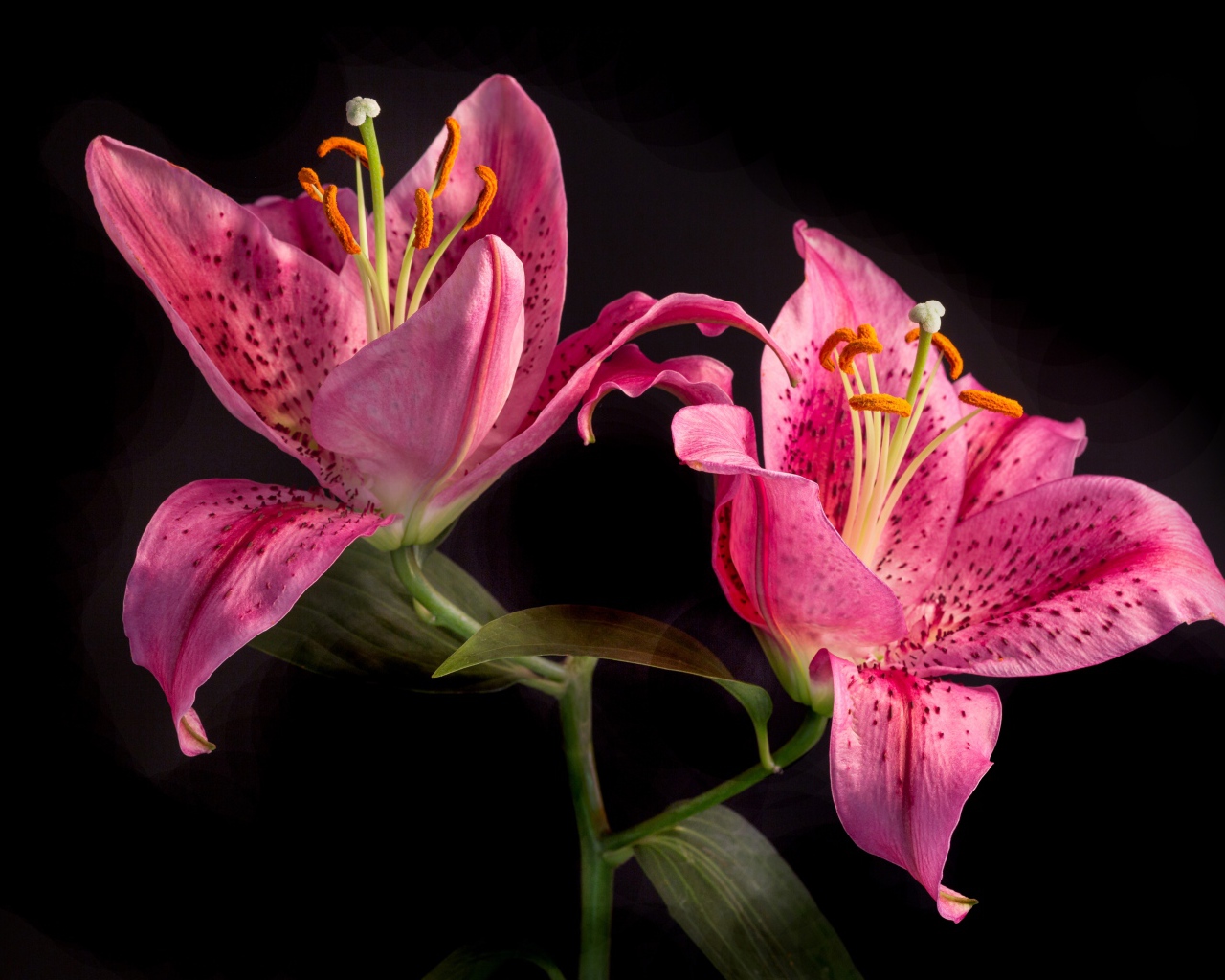 Две розовые тигровые лилии на черном фоне