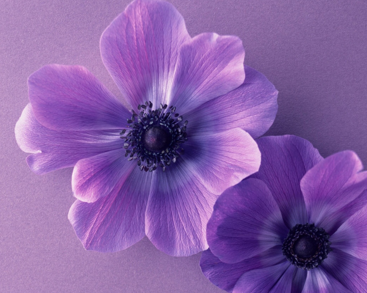 Два сиреневых цветка анемоны