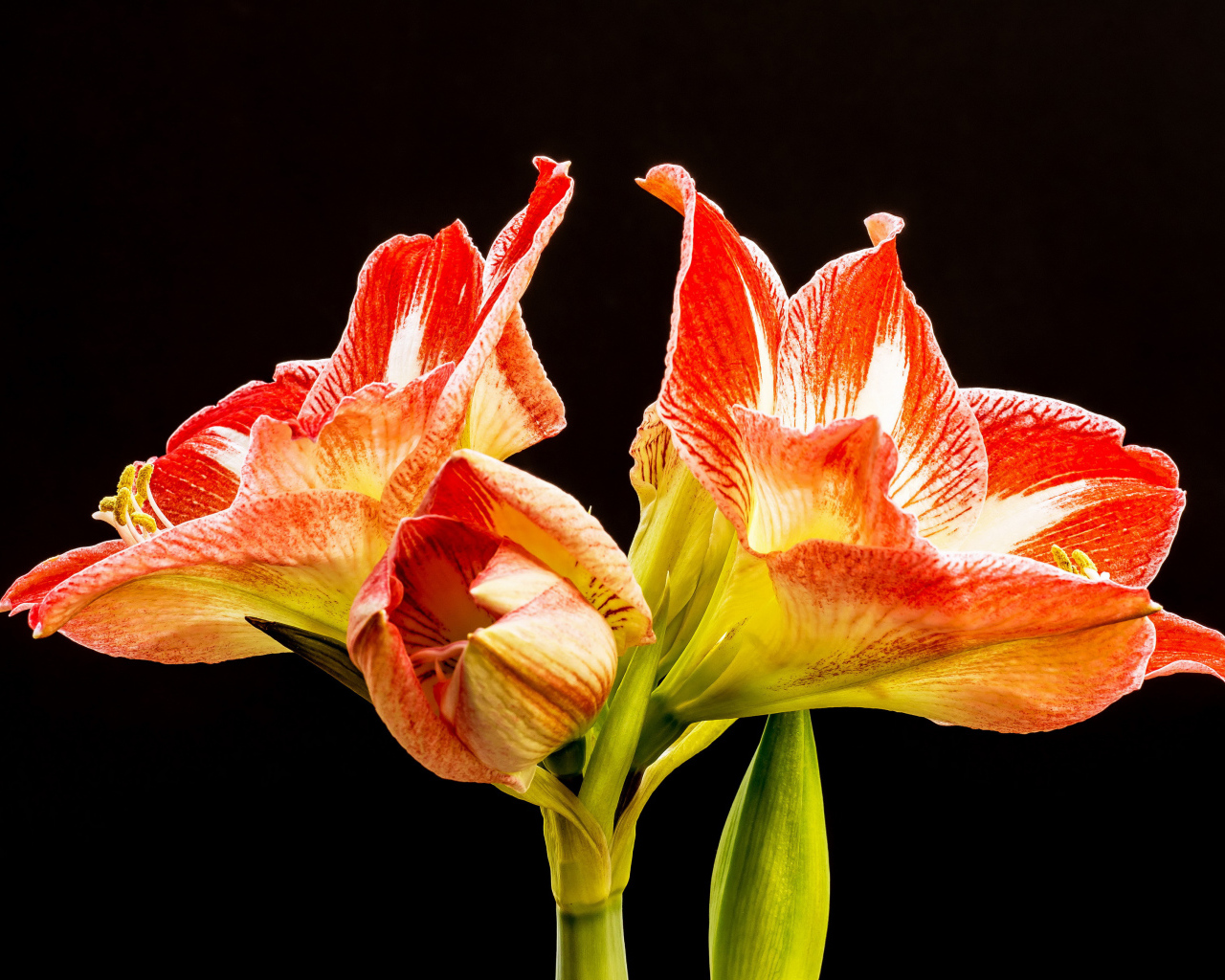 Два красных цветка амариллиса на черном фоне