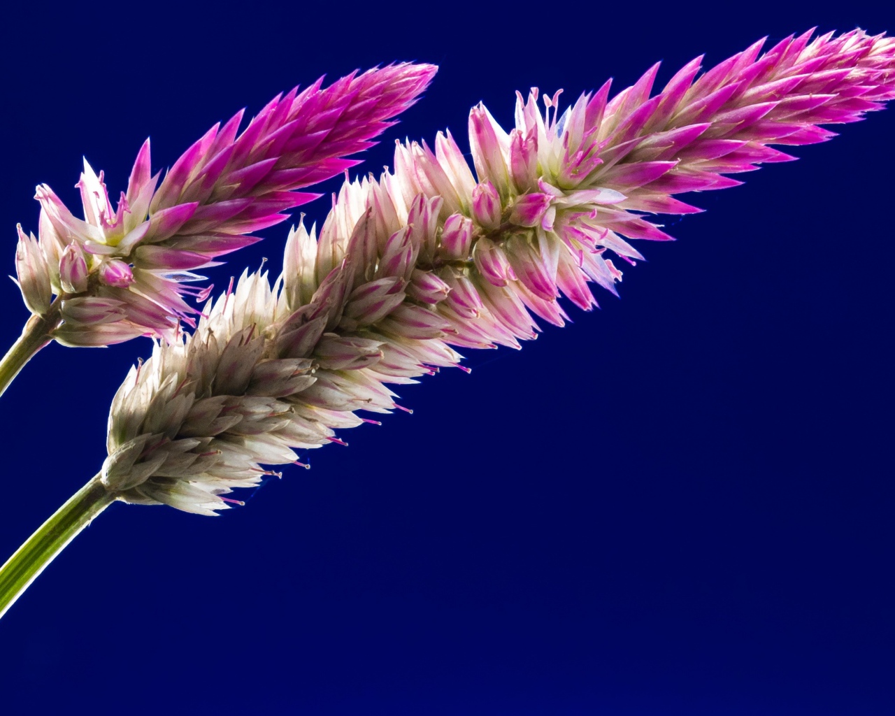 Два колоска на синем фоне