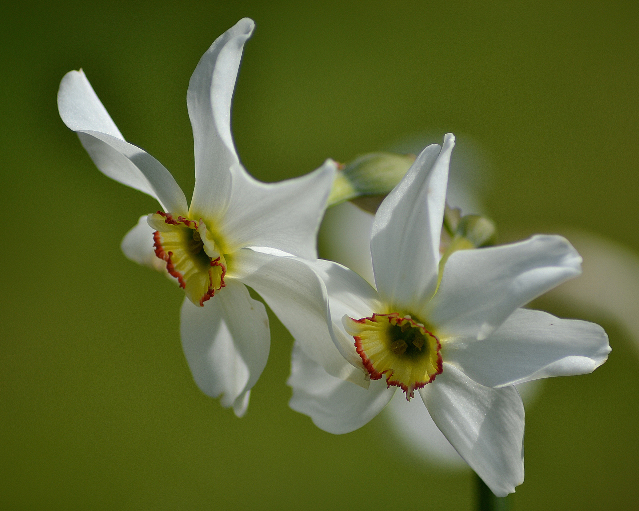 Два нежных белых нарцисса крупным планом