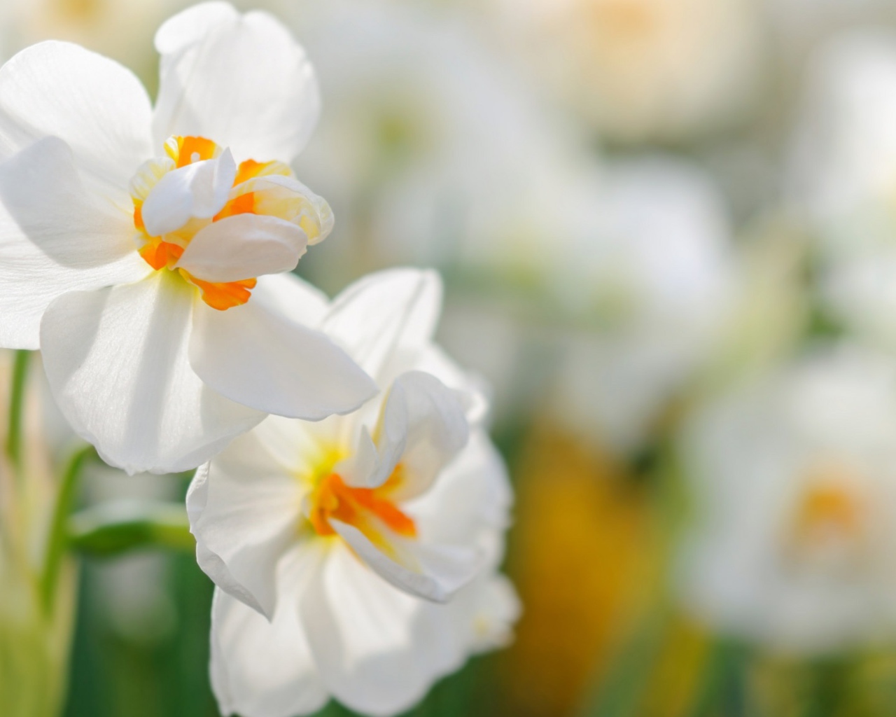 Два белых цветка нарцисса крупным планом