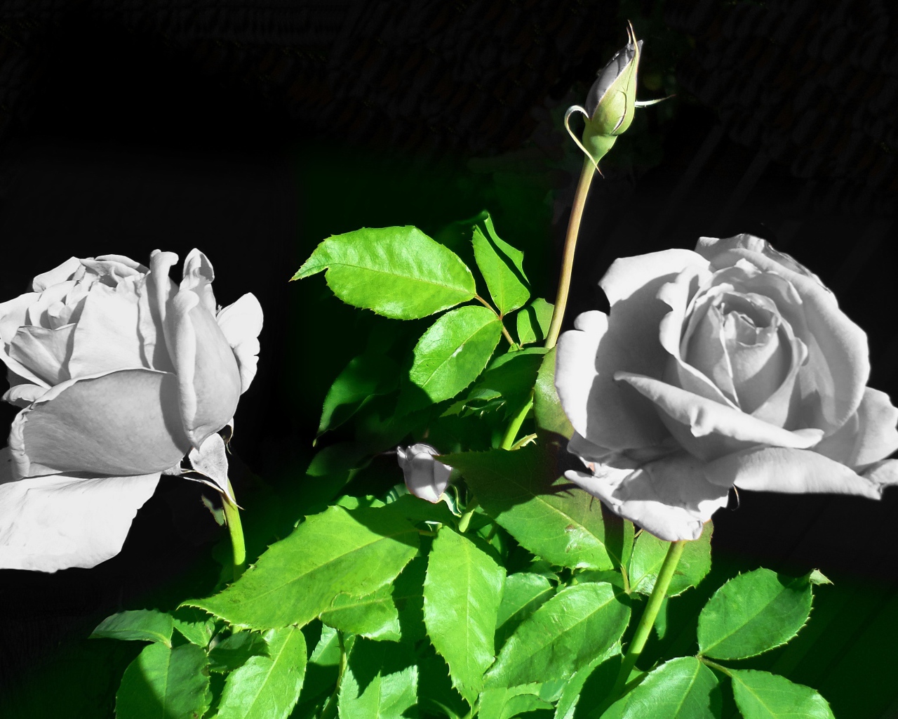 Две белые розы с бутонами в лучах солнца