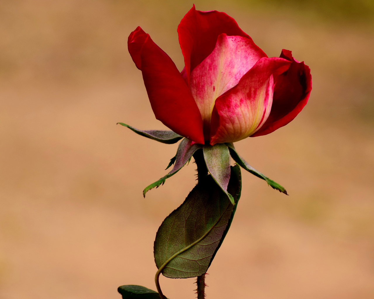 Нераспустившаяся красная роза