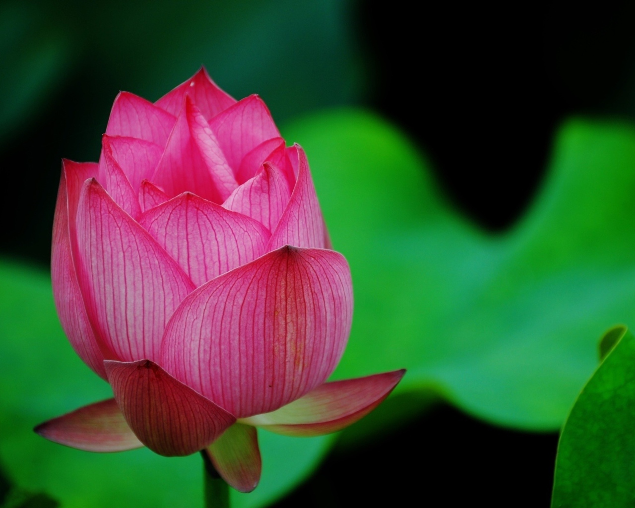 Нераспустившийся розовый цветок лотоса