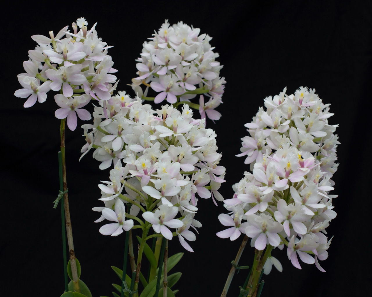 Необычные белые экзотические цветы орхидеи